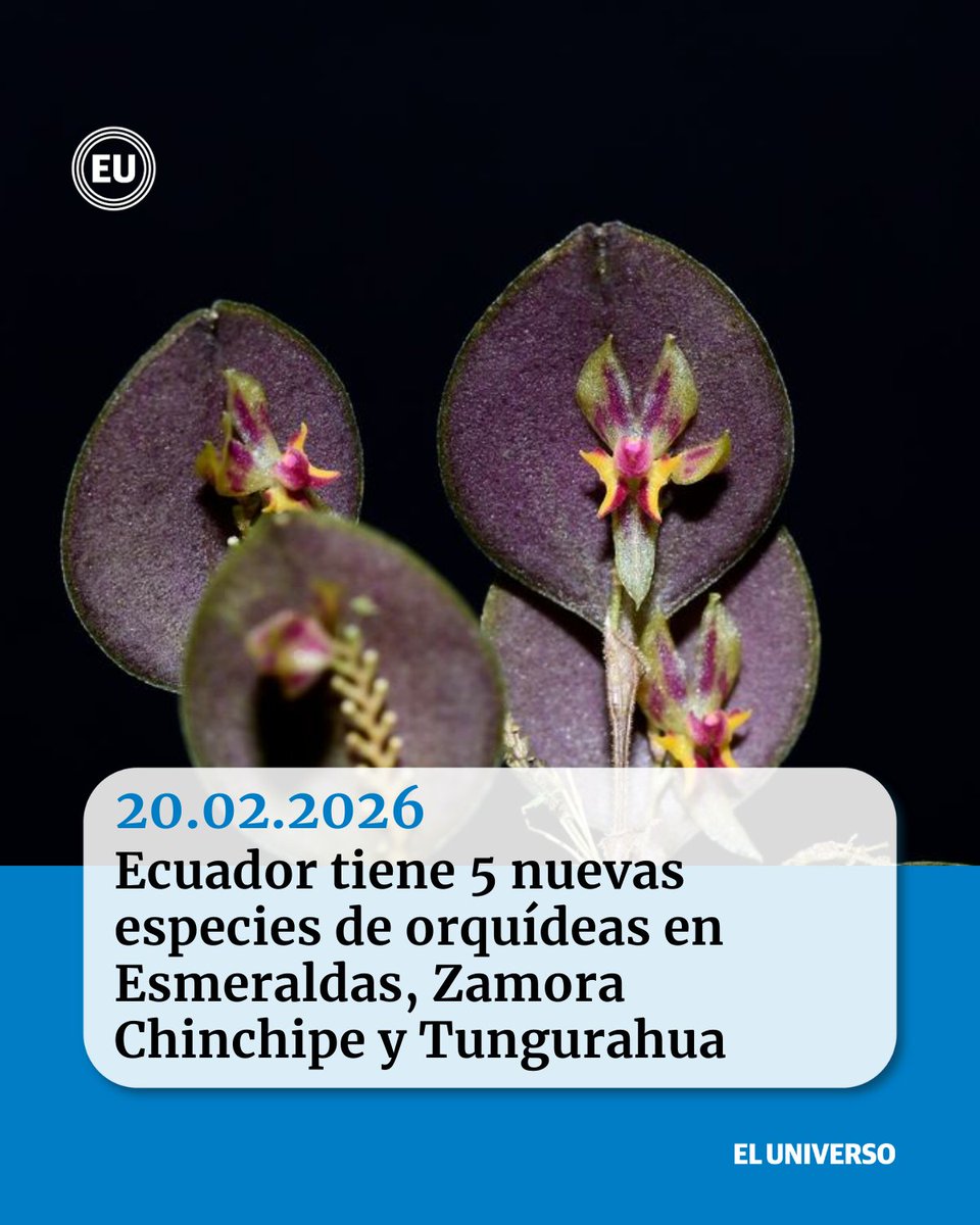 👉🏻ow.ly/L3fG50Yj8bM | #Ecuador tiene 5 nuevas especies de #orquídeas en Esmeraldas, Zamora Chinchipe y Tungurahua