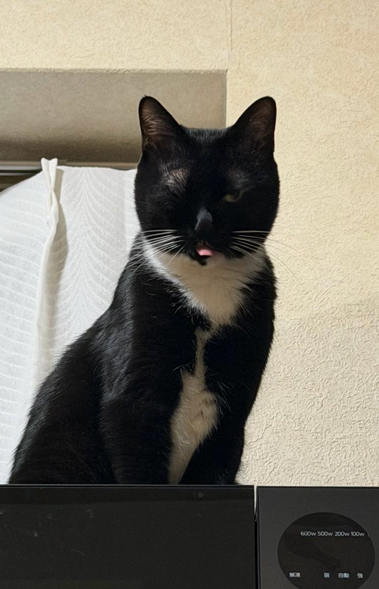 完璧なてへぺろ顔(´∂ڡ<`)♡