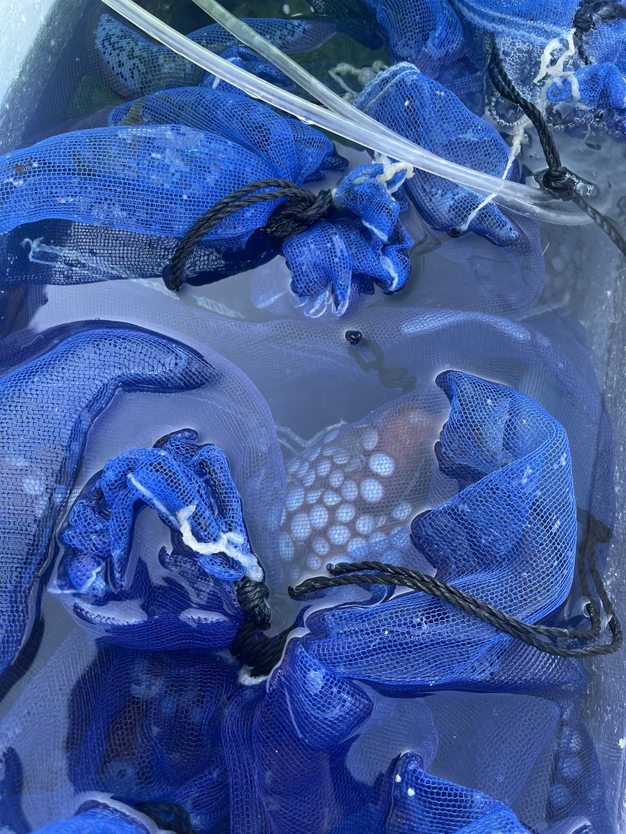 今日も今日とて！
お魚祭り〜！
生前のたこちゃんの姿です🙏
感謝していただきます。
びっくりするほど美味しい
ほうぼうの天ぷら！
お刺身！
たくさんご用意‼️
お待ちしております❤️