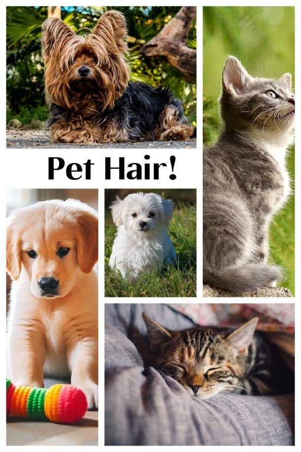 My pet hair vacuum story remains the same, 9 years later! 🥰 tinyurl.com/4tcvpyp7 #Ad This simple Shark vacuum is VERY well priced and cleans like a dream come true.  Pet hair cleanup is easy-peasy and emptying it when it is full is with a simple push of a button.  Still LOVE