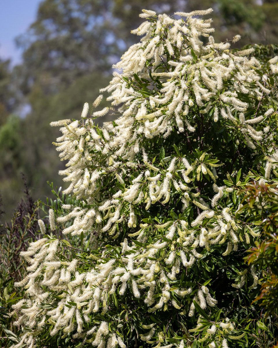 Botanic Gardens of Sydney tweet media