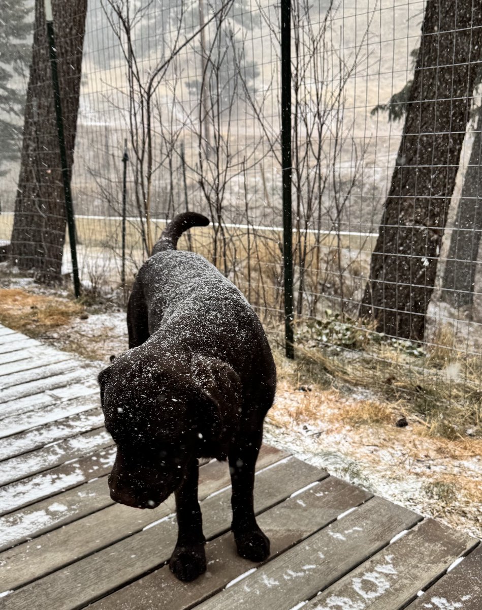 ebtj's tweet photo. ⁦@CReppWx⁩ ⁦@BianchiWeather⁩ Just a light Lab dusting on Lookout Mtn… but we’ll take it! #COwx https://t.co/Y5PfANSTzk