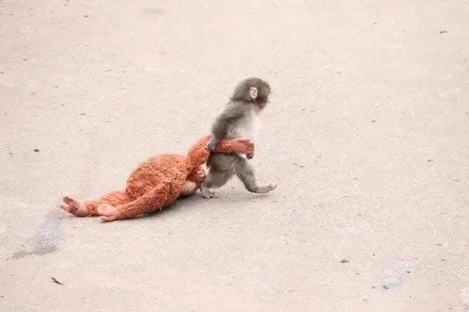 J_MhernanVA's tweet photo. "Why are you so emotional? It's just a monkey...." 

The monkey: https://t.co/Cj6xe6HOnN