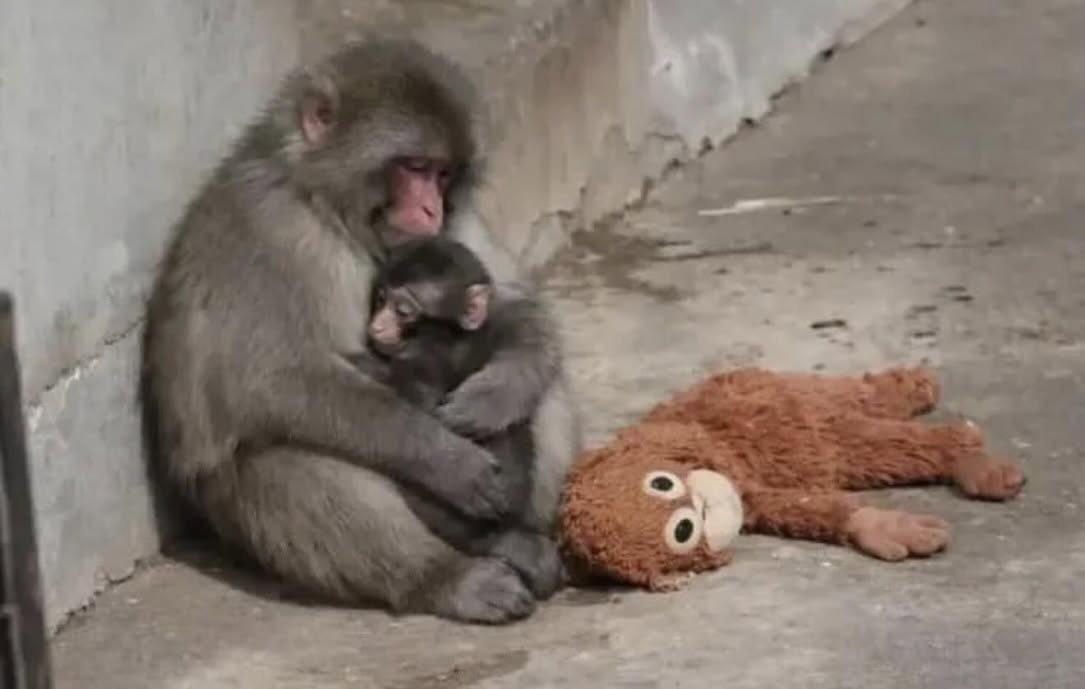 J_MhernanVA's tweet photo. "Why are you so emotional? It's just a monkey...." 

The monkey: https://t.co/Cj6xe6HOnN