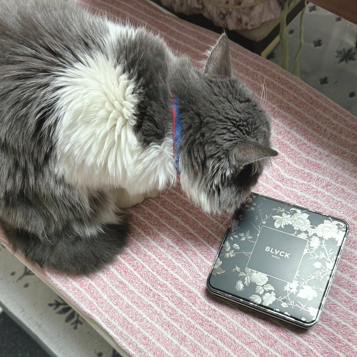 goth_make's tweet photo. 最近のアッシュ☆

BLVCK PARISのクッキー缶に夢中🖤

#MIHALBLOG #BLVCKPARIS #猫好きさんと繋がりたい https://t.co/CtpGYTeCQf