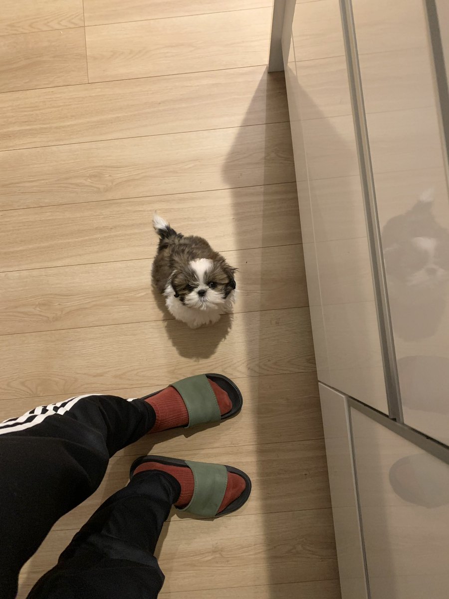 paopapipu's tweet photo. ごはんを待つ姿🍚🐶今も昔もかわいいね https://t.co/du0UlfnZSG