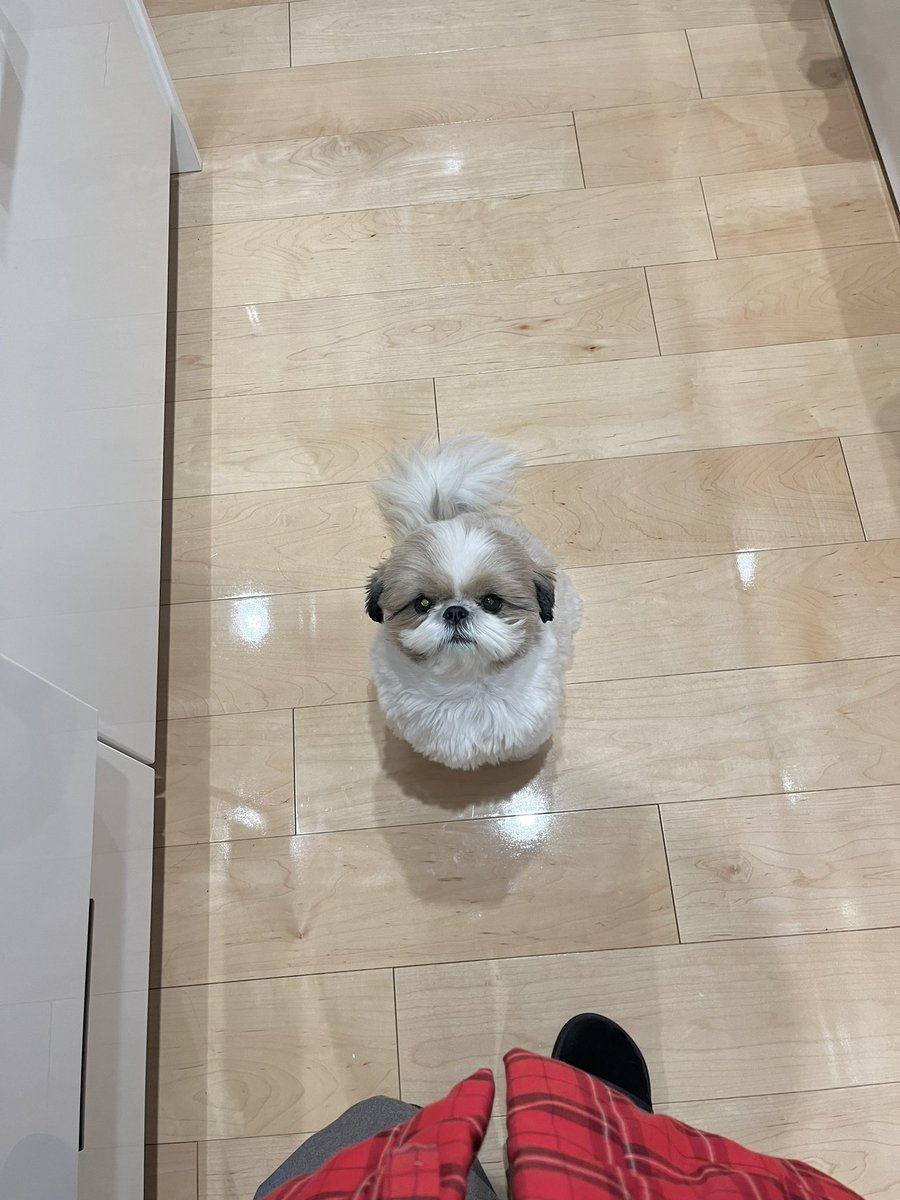 paopapipu's tweet photo. ごはんを待つ姿🍚🐶今も昔もかわいいね https://t.co/du0UlfnZSG