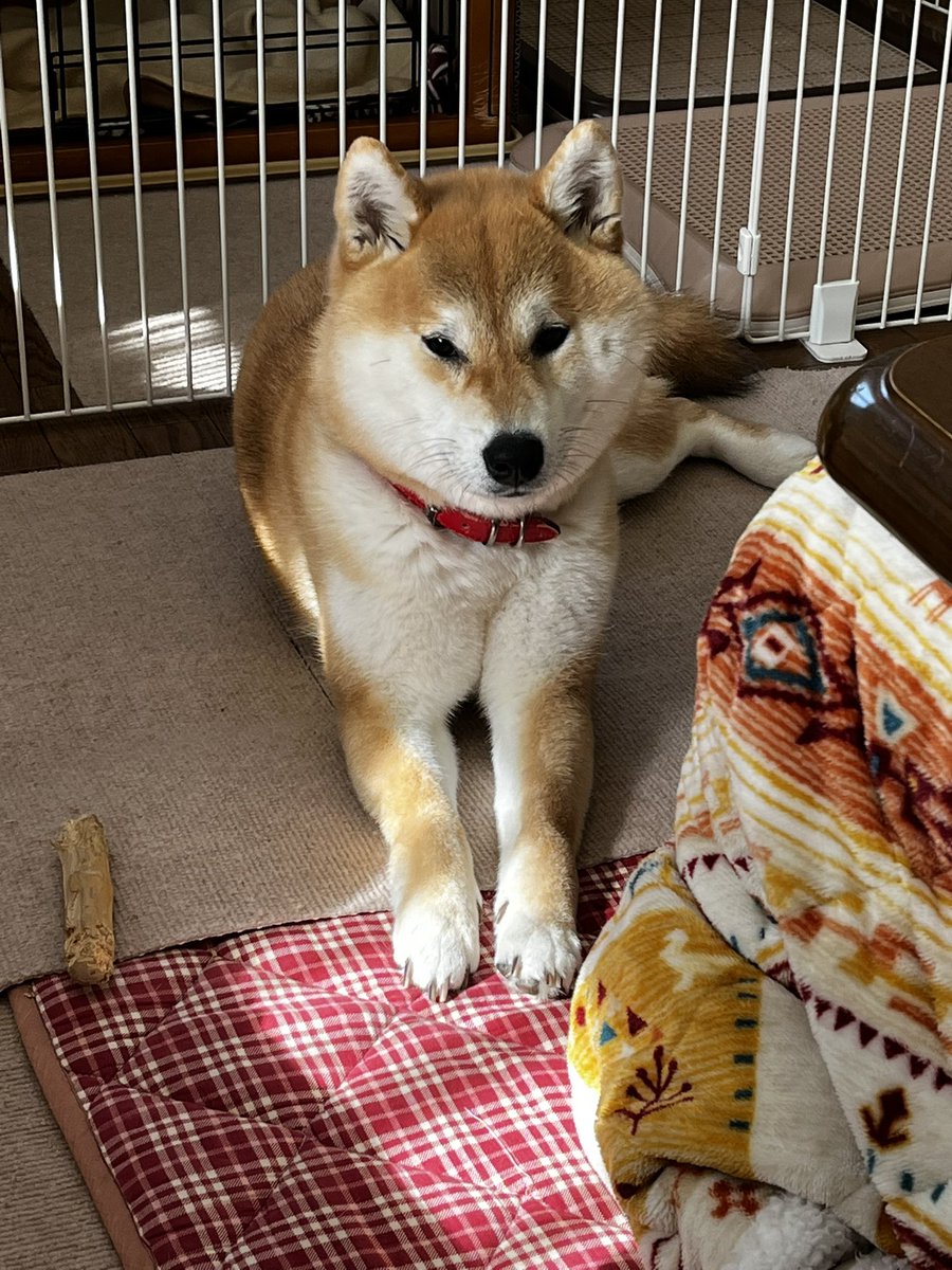 柴犬こめ1歳 (@shibainukome) / Posts / X