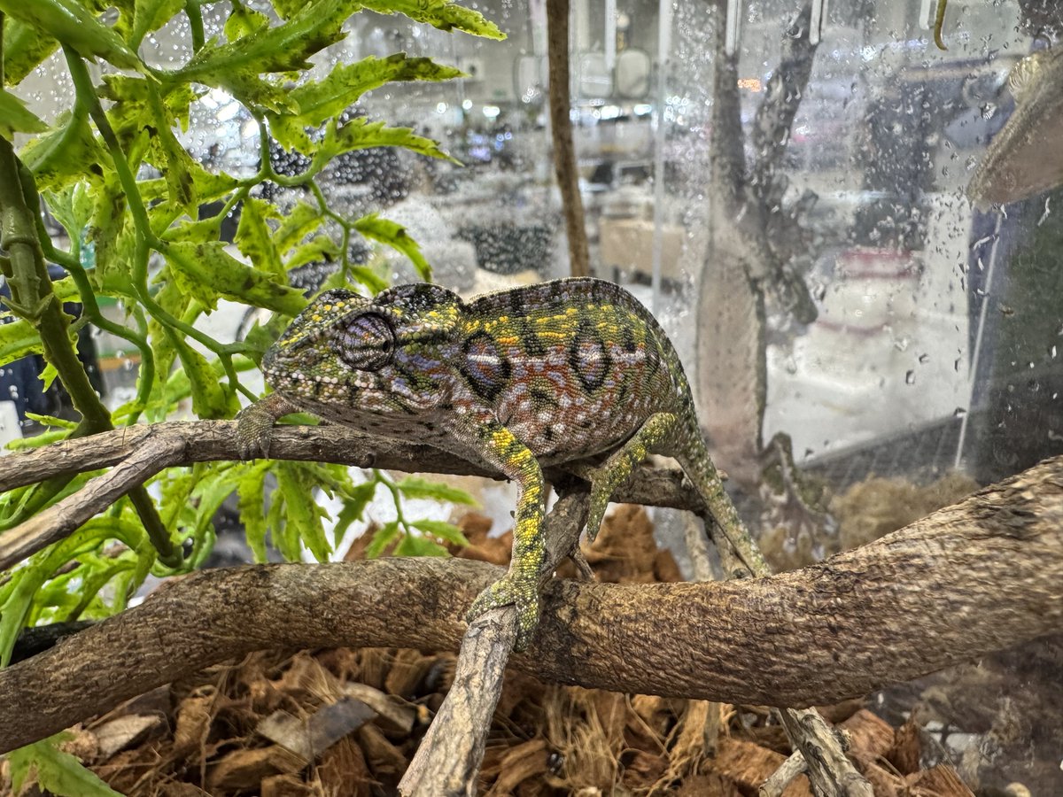 パーソンカメレオン