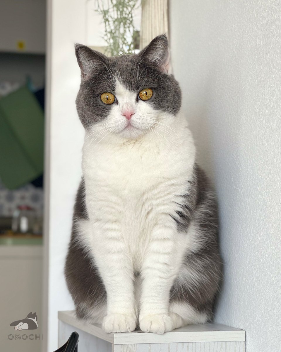 Post by おもち on X: おはよう☀️