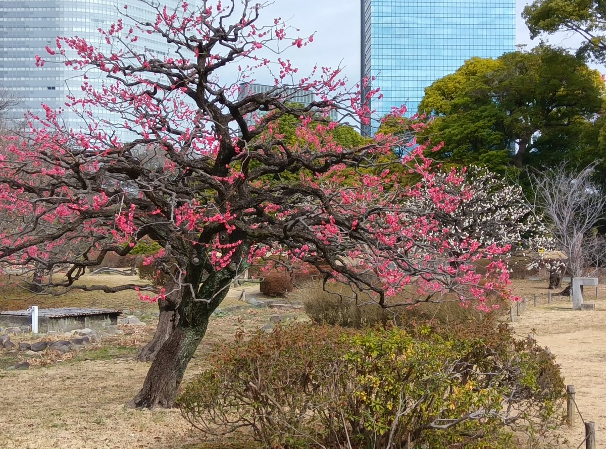 浜離宮で梅さんぽ】 鮮やかな紅色の #紅千鳥（ベニチドリ）、真っ白な