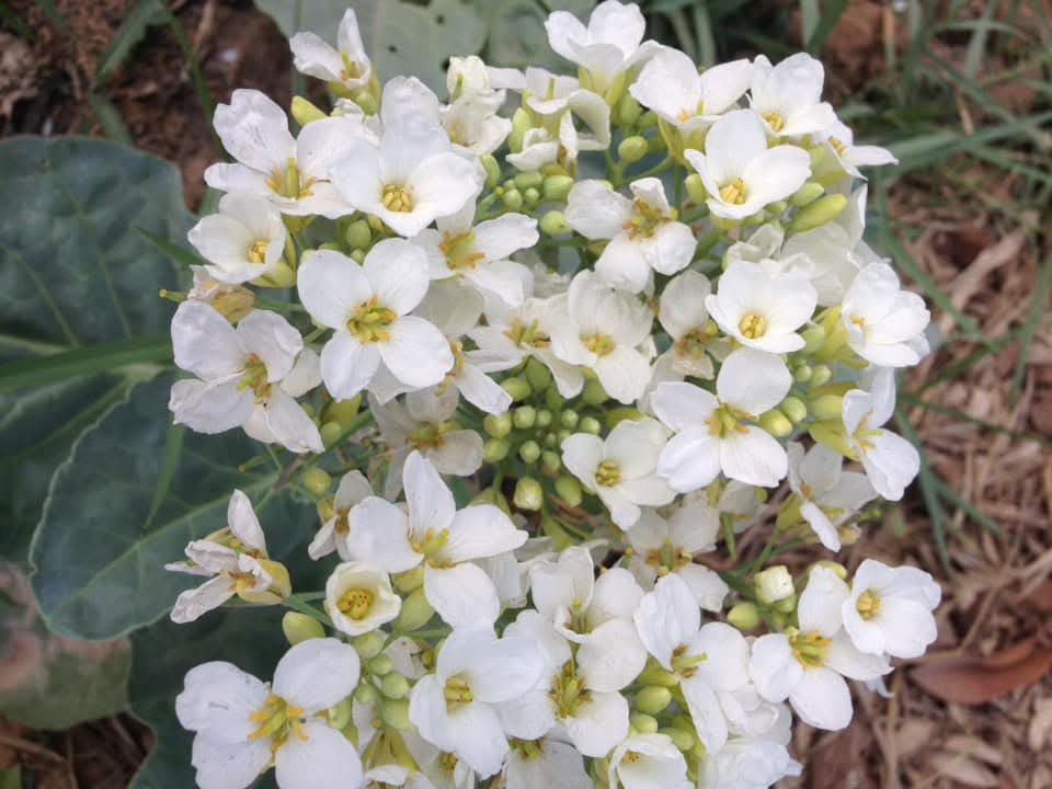 ดอกคะน้า ถึงเป็นผักก็มีอะไรน่ารักๆนะ