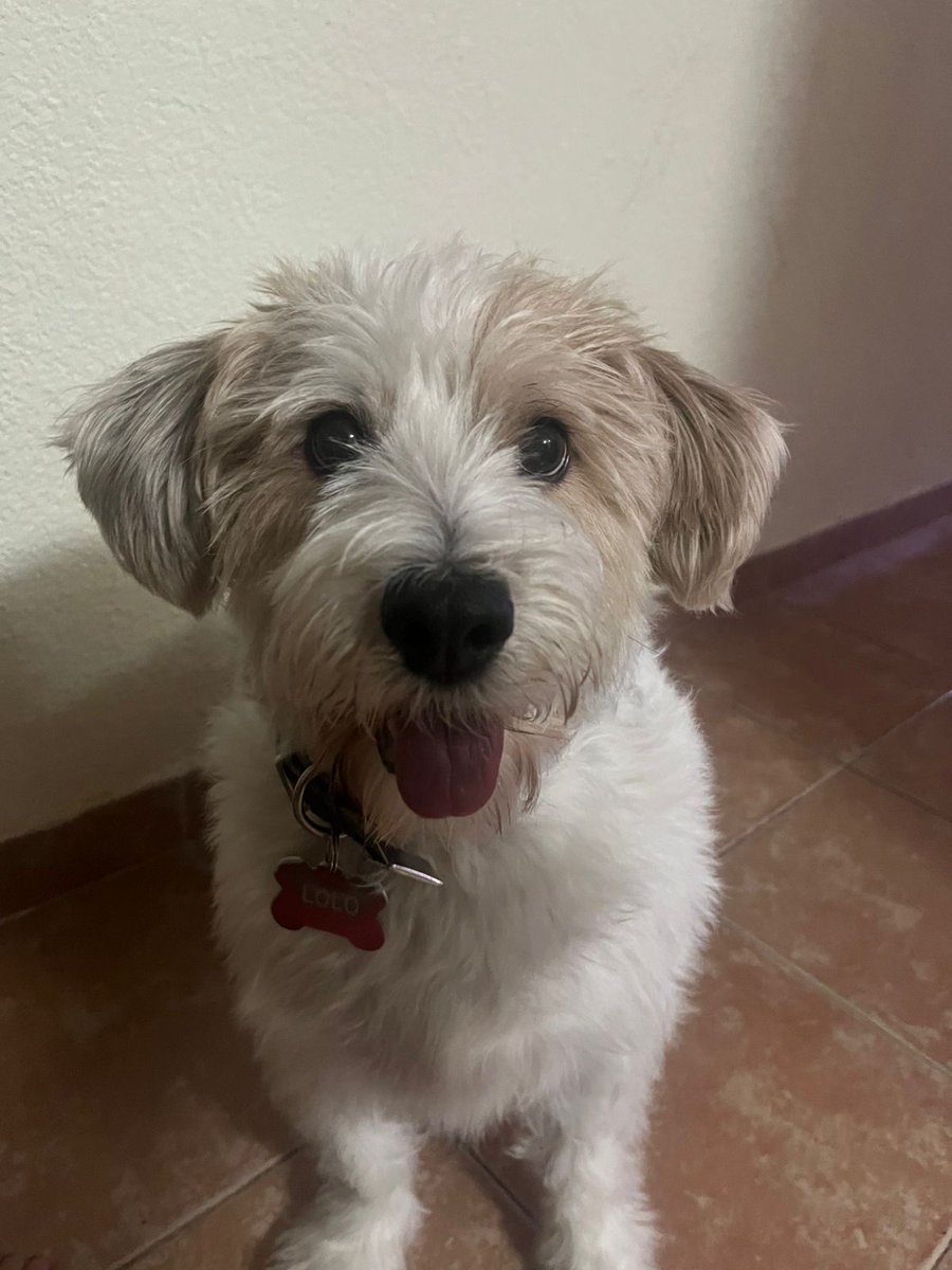 Lolo vive en Nuñez, su familia actual no lo puede tener más y están buscando un hogar donde le puedan dar mucho amor. #AdoptaPerrito
#CABA

<a href="/SoyVete/">Soy Vete 🐶🐱</a> Nos puedes ayudar a difundir, por favor. ❤️