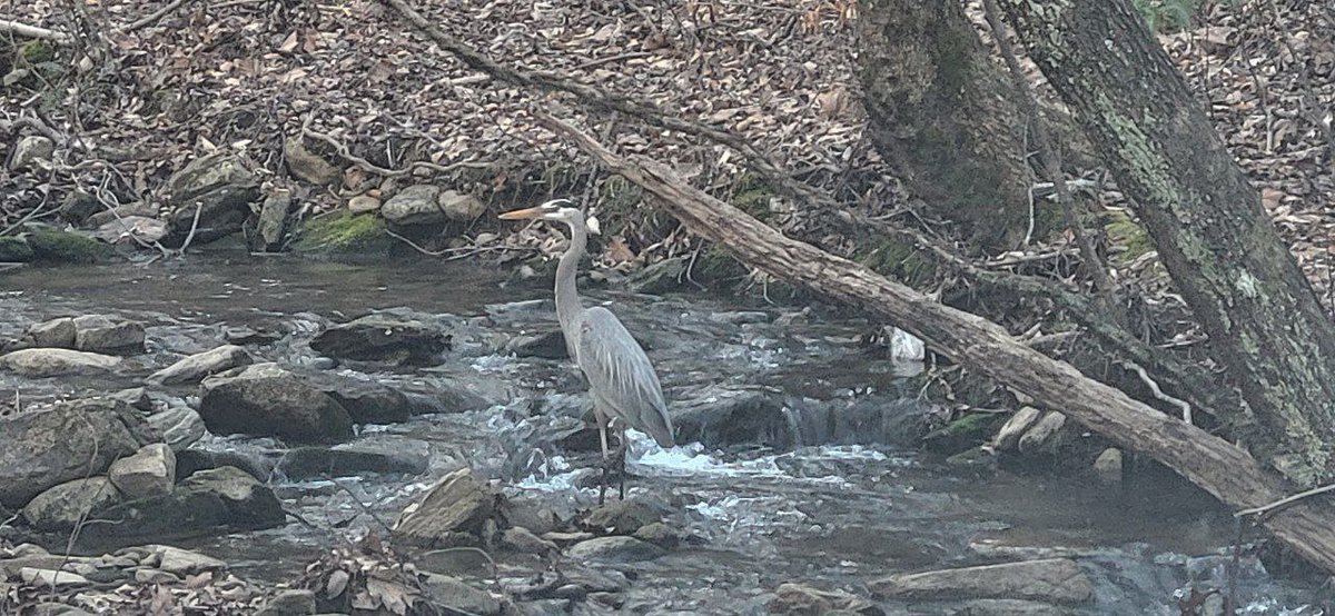 Raccunt_'s tweet photo. i have spotted two creatures https://t.co/5NKB2xXfLY