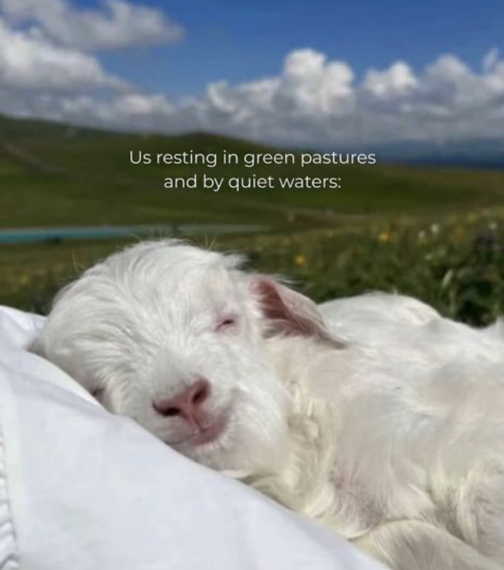 🌷 LIZZIE🌷 tweet media