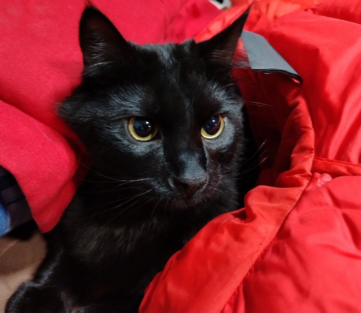 <a href="/JuezTeo/">Teo Juez👨🏻‍⚖️⚖️</a> Mi gato "Magistrado*