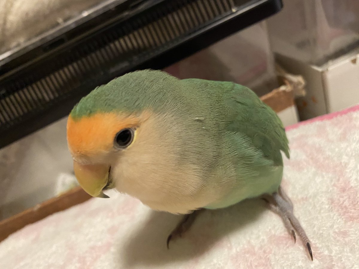 朔＿ (@saku_06163) on Twitter photo 