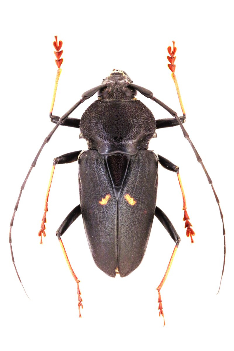 agronobeetles_'s tweet photo. Megaderus stigma (Linnaeus, 1758)
π§π· Brasil
#LonghornBeetle #Cerambycidae #MegaderusStigma #γ«γγγͺγ γ· #γγγ«γγγͺ #γ‘γ¬γγ«γΉγΉγγ£γ°γ #νλμ #κ½νλμ #λ©κ°λ°λ£¨μ€_μ€ν°κ·Έλ§ https://t.co/hFEOPPv2kb