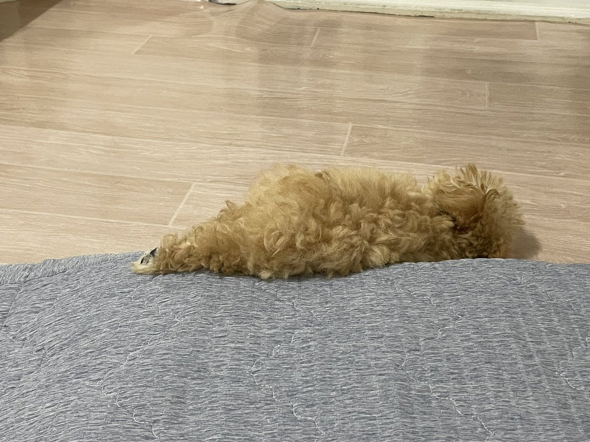 riceglue_choi's tweet photo. 잠자는 아기 탕수육 https://t.co/5bKb4v7Z7g