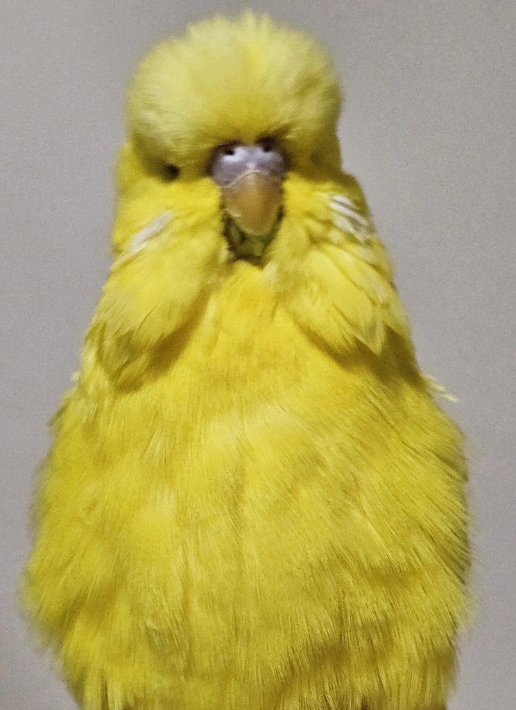 ぺーちゃん tweet media