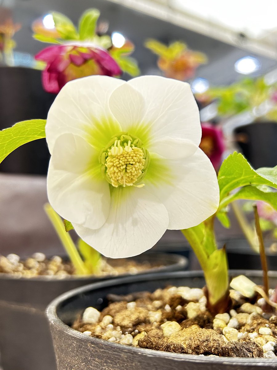 1Fヒカリの広場にて開催中の「クリスマスローズ展示販売会」 発売中の