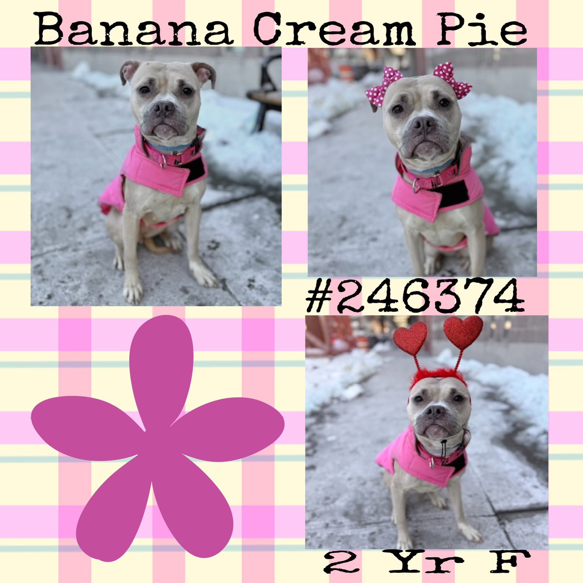 Quinnqueens's tweet image. #FridayFirstClass 2 Yr F
🌸 Banana Cream Pie 🌸
#246374 #ManhattanACC
An adorable cutie, who’s independent, prefers 2 set her own pace. Calm all adult 🏡 where she can settle in. Energetic, loves playing w/fluffy toys. Wants 2 be ur BFF🌸 #AdoptMe #Foster
nycacc.app/browse/246374