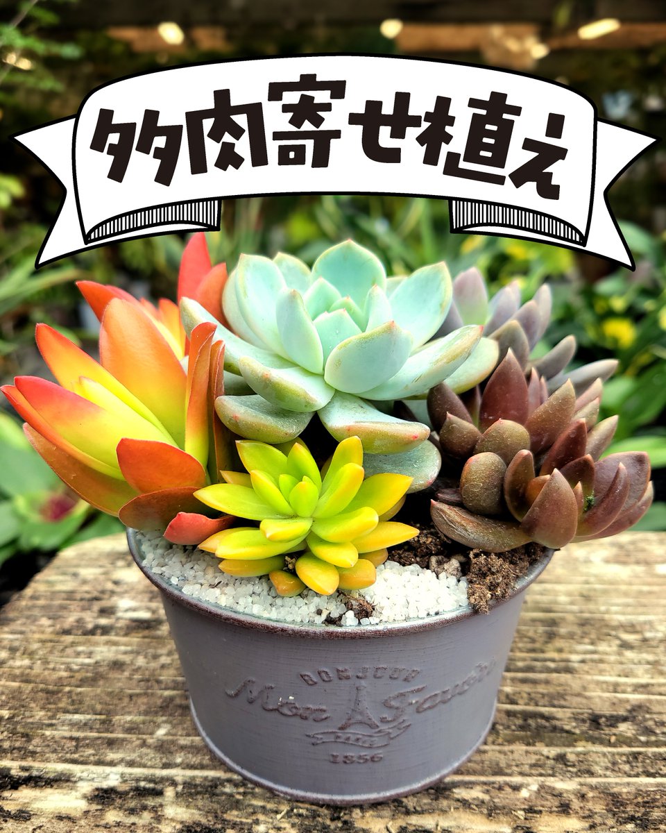 多肉植物寄せ植え 販売中！ ＼ 人気の多肉植物を かわいい容器に
