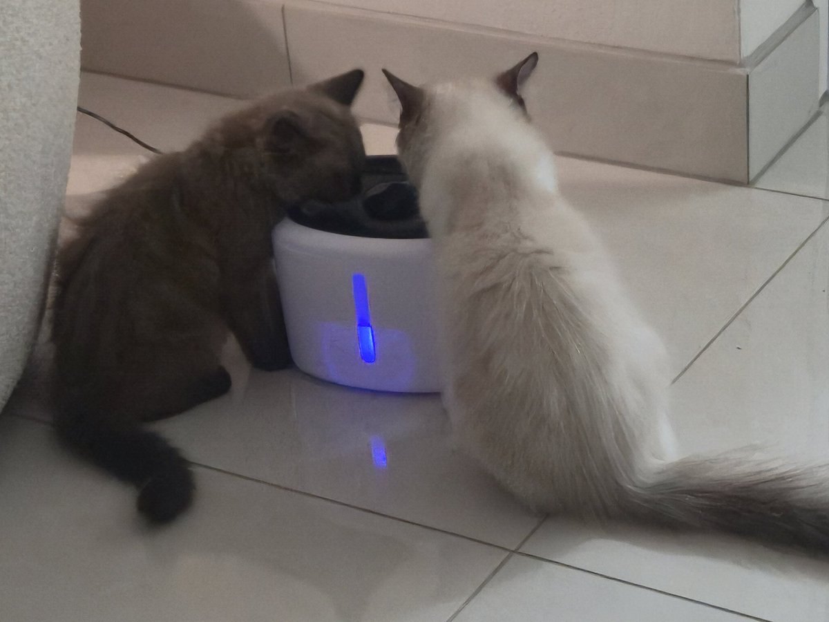 chester - ~3 months
smallycat - ~5 months
but they are my baby twins 🐻🐯