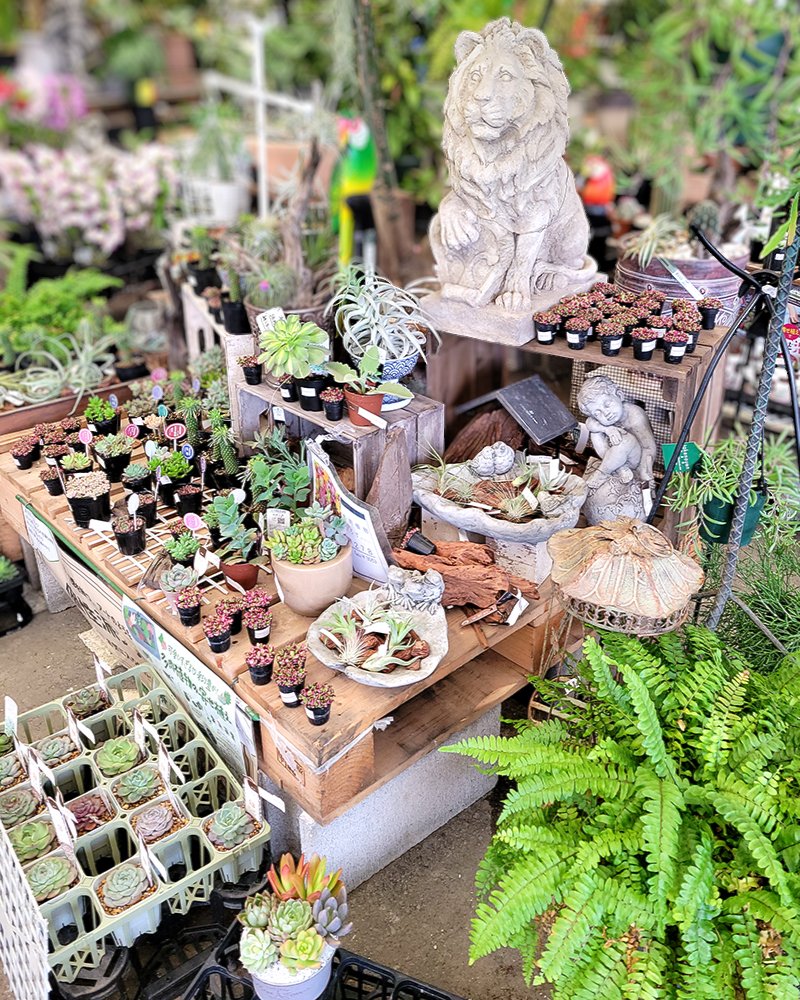 多肉植物寄せ植え 販売中！ ＼ 人気の多肉植物を かわいい容器に