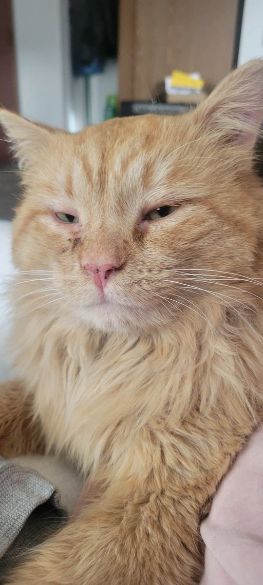 ACLover720's tweet photo. @Garrett_Watts Took three days to rescue the ginger baby, but this is HamHam. Floofy guy was hanging around the apartment complex meowing his head off until I was able to lure him close with treats and scoop him inside. He is still learning how to be an indoor cat, but is a lovable cuddlebug.❤ https://t.co/QkVK95D6su