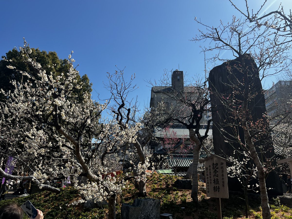 karintoukagetsu's tweet photo. おはようございます。本日は暖かくてとてもいいお天気ですね！湯島天神の梅もちょうど見頃を迎えて絶好の梅まつり日和ですね😊本日も湯島天神で出張販売、紅茶王子による紅茶野点を開催しておりますので是非お立ち寄りください！ https://t.co/aaOQcGhmKK