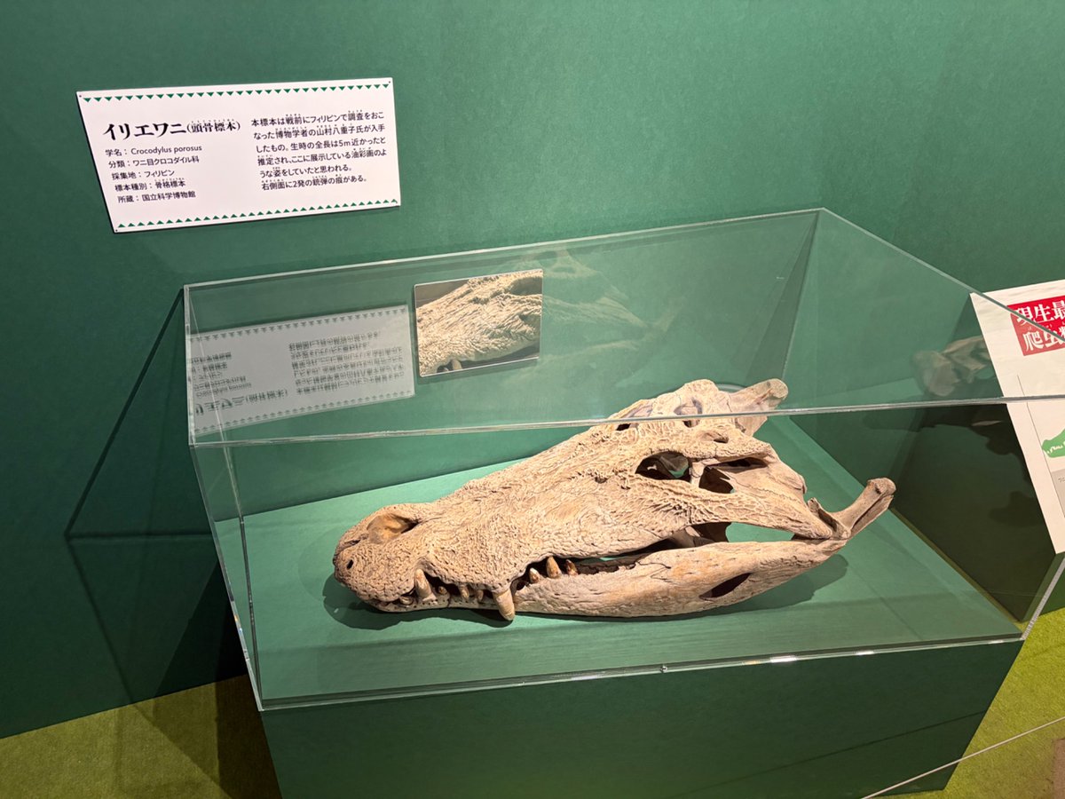 ワンダルチア/WANDER (@Wander00317) / Posts / X