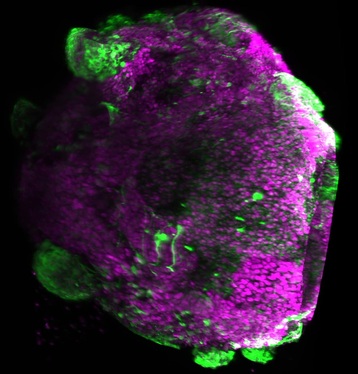 Ruslan Rust tweet media