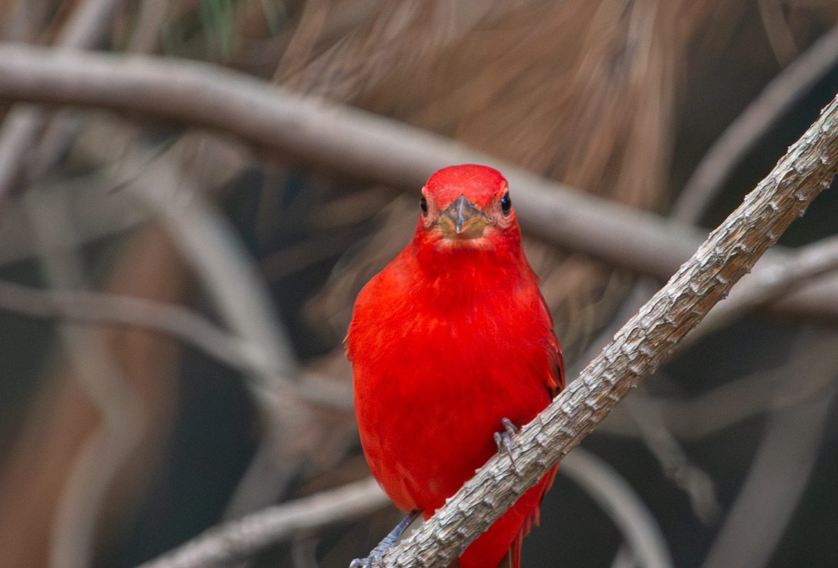 Este fin de semana visita la <a href="/BiblioJalisco/">Biblioteca Pública del Estado de Jalisco</a> y conoce “Miradas de la naturaleza”, una exposición que reúne 60 fotografías de especies captadas por fotógrafos del <a href="/CUSur_UdeG/">Centro Universitario del Sur</a>, que invita a reflexionar sobre nuestra relación con el mundo natural.📸🌿

🔗 url.udg.mx/a0FJQ