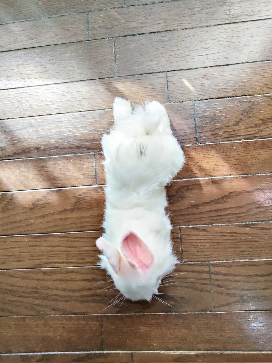 まめこ (@Mamekonokomame) / Posts / X