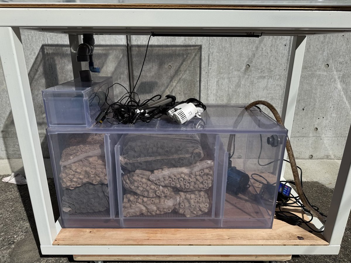 熱帯魚ツーウェイ【公式】 tweet media