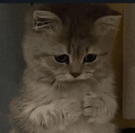 ™𝓬𝓪𝓲𝓽𝓵𝔂𝓷 𝓴𝓲𝓻𝓪𝓶𝓶𝓪𝓷 tweet media