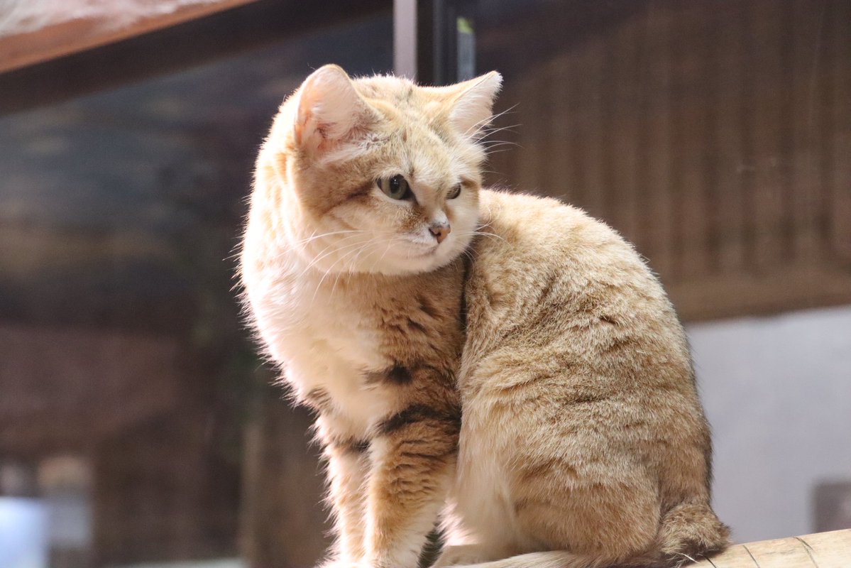 スナネコ（ヤシュくん） 📷2026.1.18 #那須どうぶつ王国