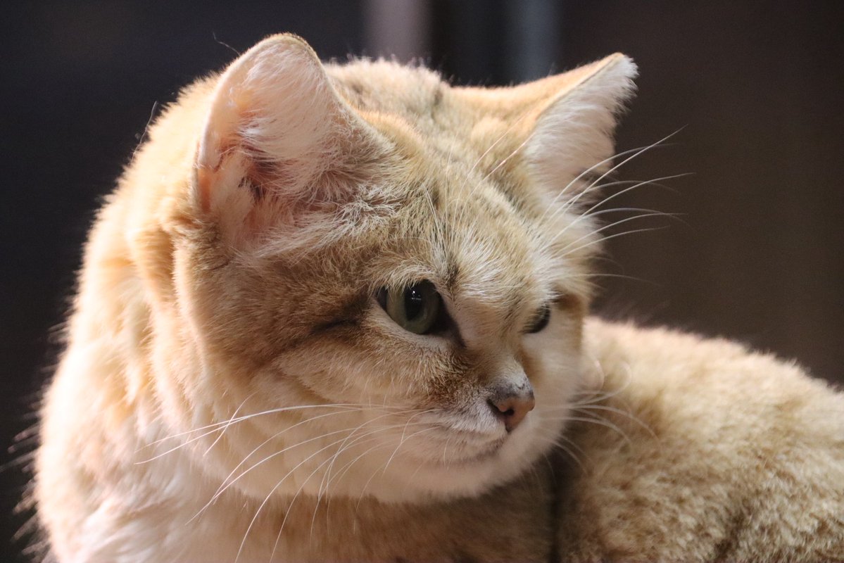 スナネコ（ヤシュくん） 📷2026.1.18 #那須どうぶつ王国