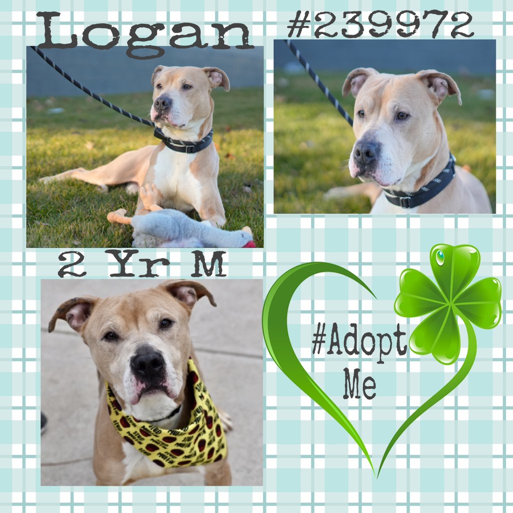 Quinnqueens's tweet image. #FridayFirstClass
#HiddenGem 120+Days
🍀 Logan #239972 🍀
Handsome lad waiting over 120 days 4 that one special human. Big love of toys, soft ones are his fav. Best in all adult 🏡 &amp;amp; solo pet. Independent/thrives when given space 2 adjust #AdoptMe #Foster
nycacc.app/browse/239972