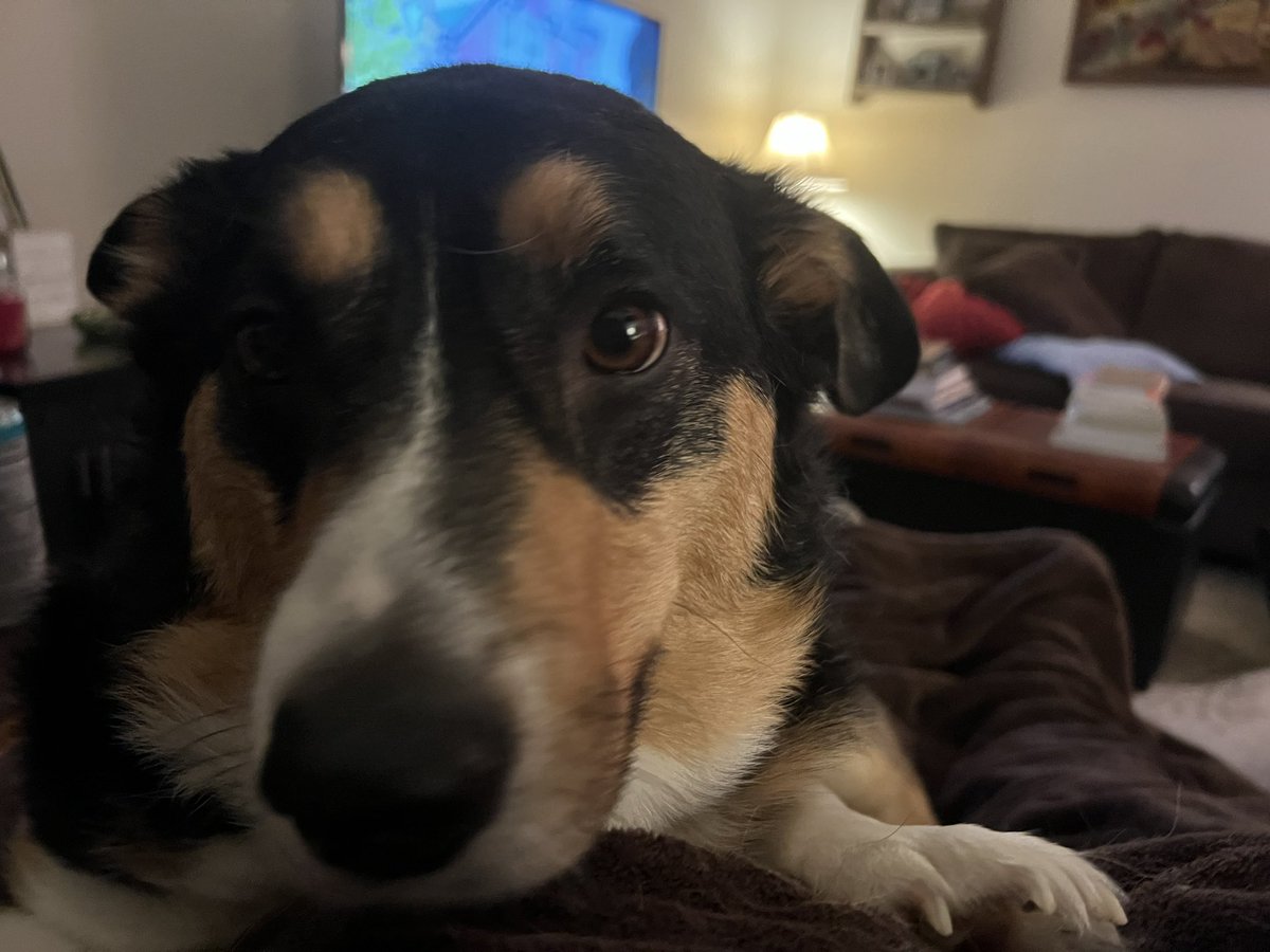 QBeast9922's tweet photo. There's nothing better than a friend with four paws 🐾 & a bushy wiggle butt… 💜🐶
#Corgi #PembrokeWelshCorgi #LoganSaysHelloHoomans #HeIsSoCute https://t.co/9G6gunn6a9