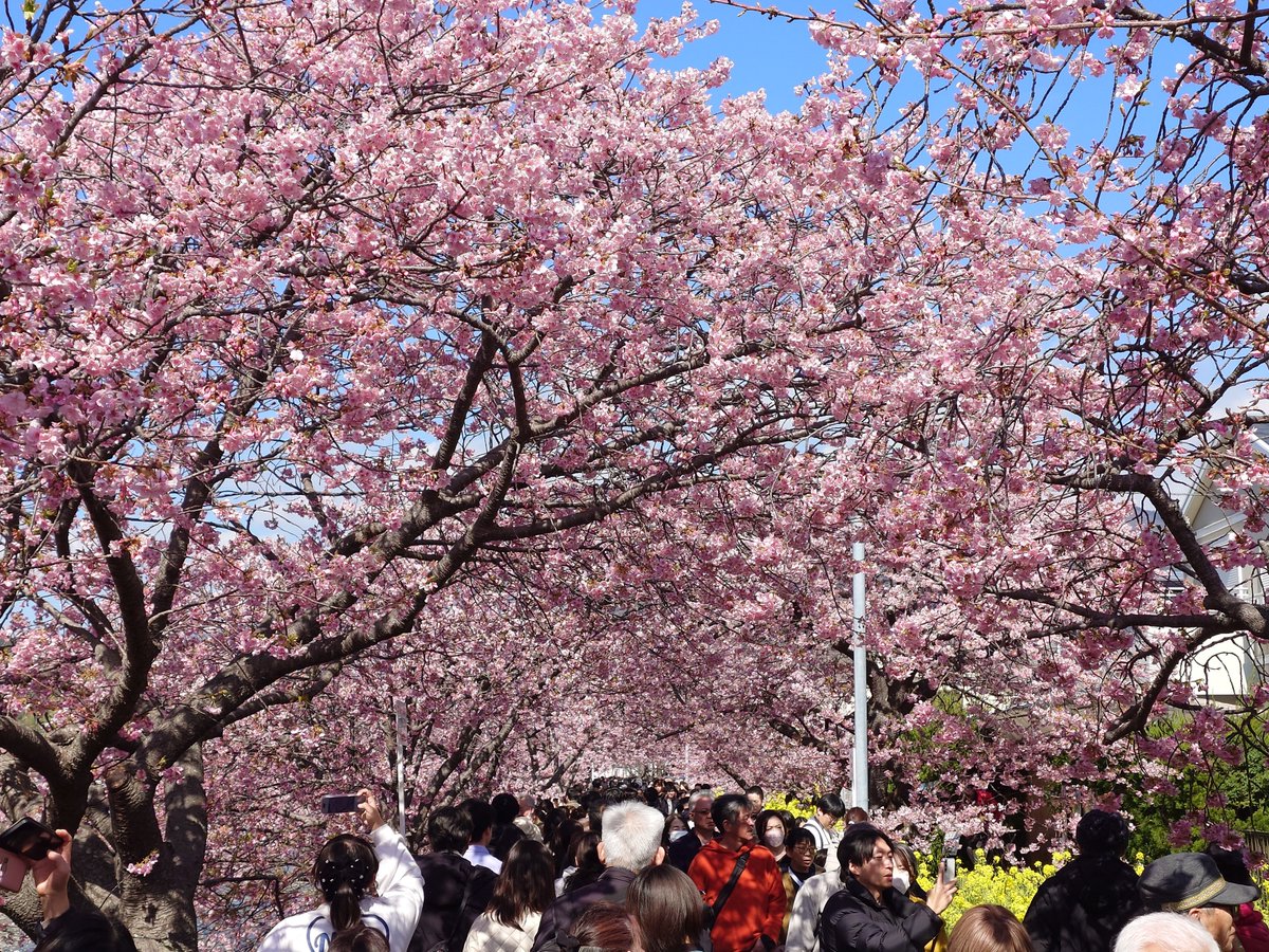 Post by munou on X: 桜満開