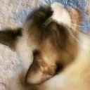 Triggerfish Zones Supremacy tweet media