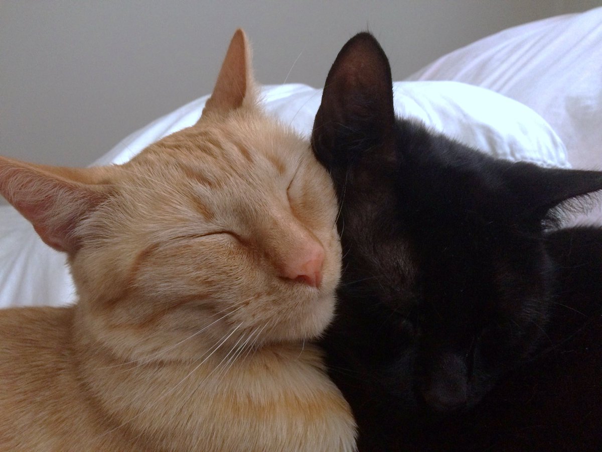 madelitttt's tweet photo. @Garrett_Watts These are my boys - Gatsby on the left, Chubby on the right.

Chubby’s name originally was supposed to be Vinny - unfortunately he was always a little on the heavier side, so my brother continuously called him “fatty” and “chubby” until it stuck. It’s been like 12 years. https://t.co/ldgeev9HsY