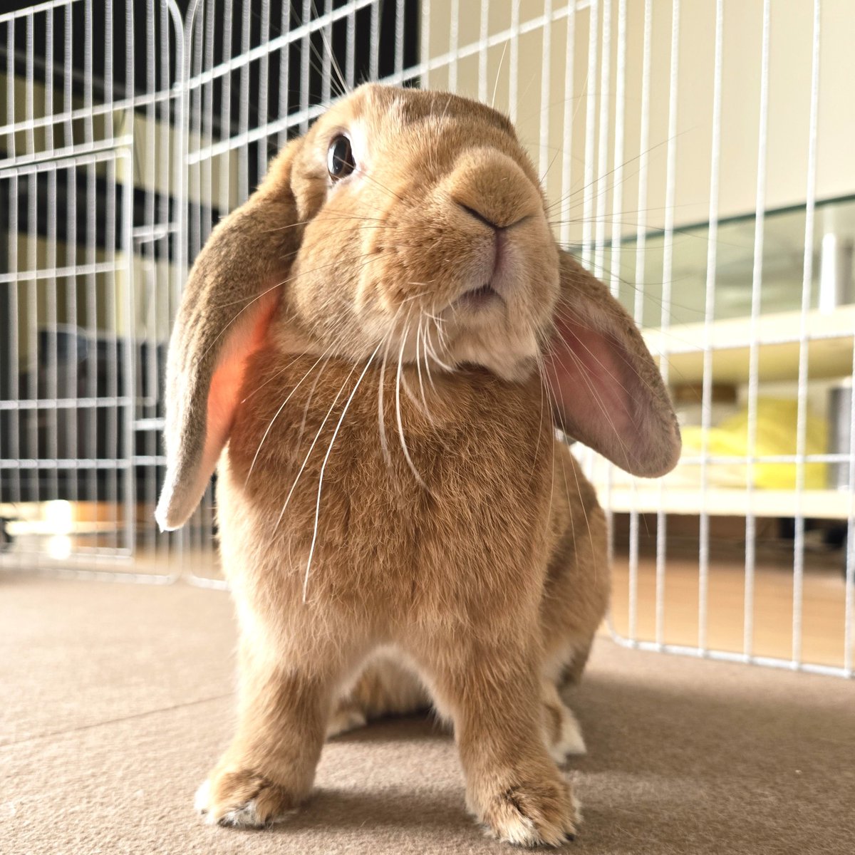 かっこいいポーズ🐰✨