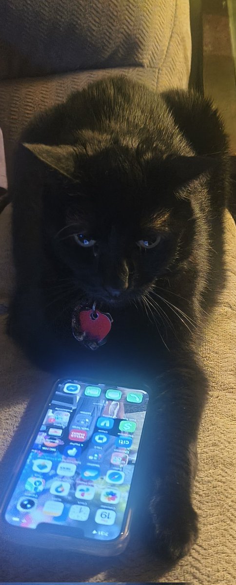 chow_cloud's tweet image. #voidkitty says, "REPOST THE SPACE"