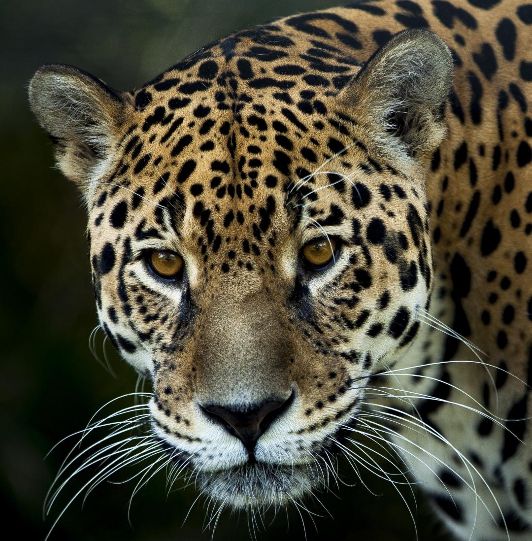 Stats Globe tweet media