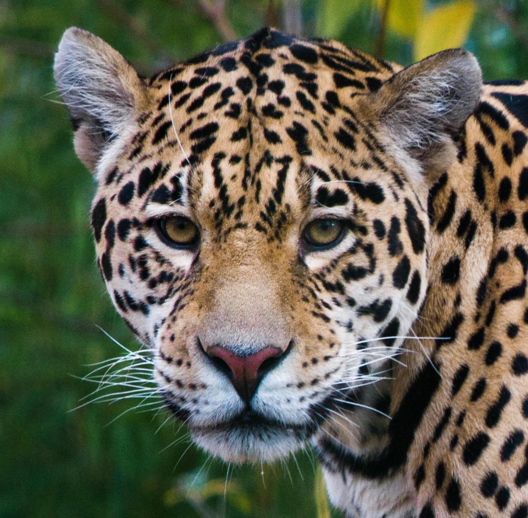 Stats Globe tweet media