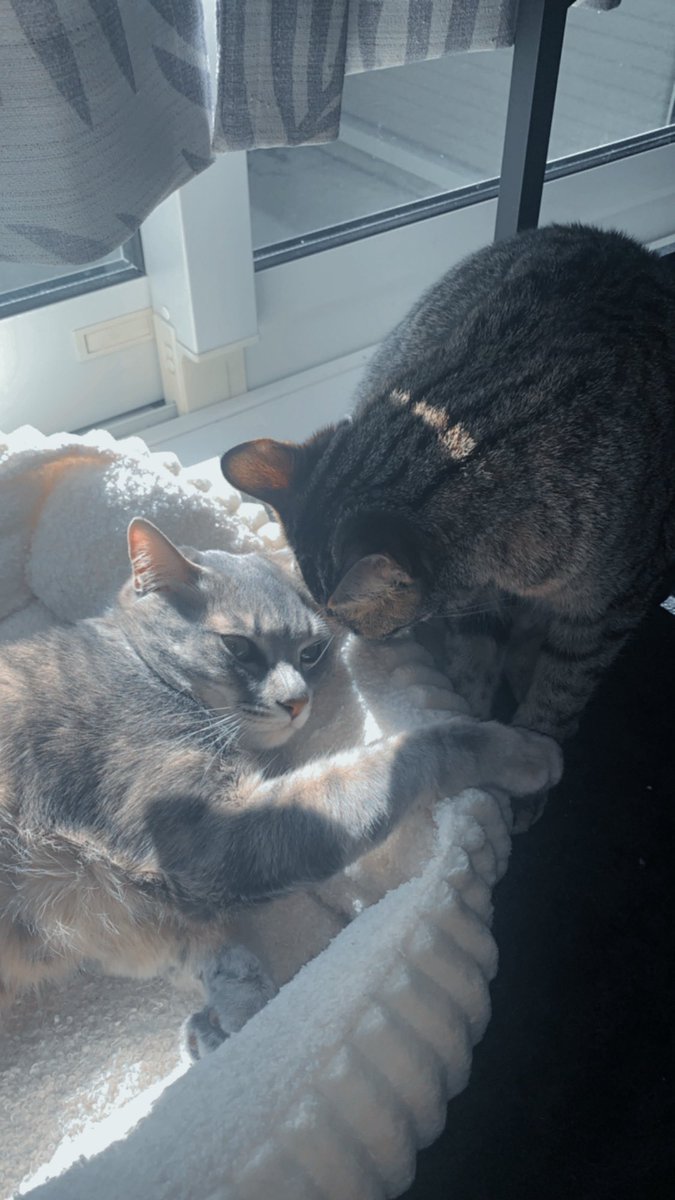 ちゃずですっ💜🐹 tweet media