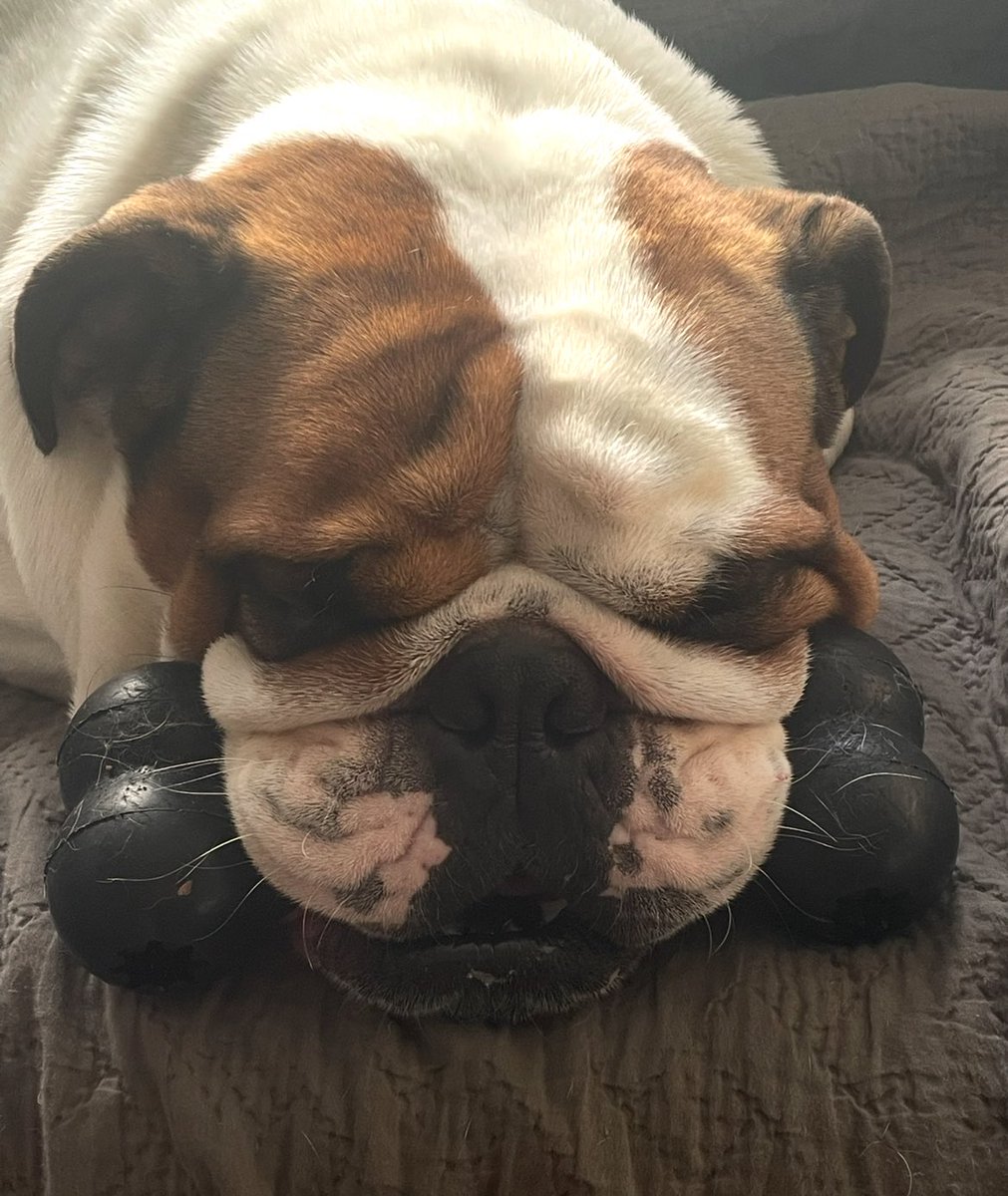 Unluckyoperator's tweet photo. @Garrett_Watts Oscar. He’s peculiar, someone my sister worked with couldn’t look after him anymore so we took him in. he likes to sleep and people watch, he barks at certain dogs. he’ll only go on a walk if there’s more then 2 people with him and he slobbers everywhere amongst other things ✭ https://t.co/yOsBX3gkK5
